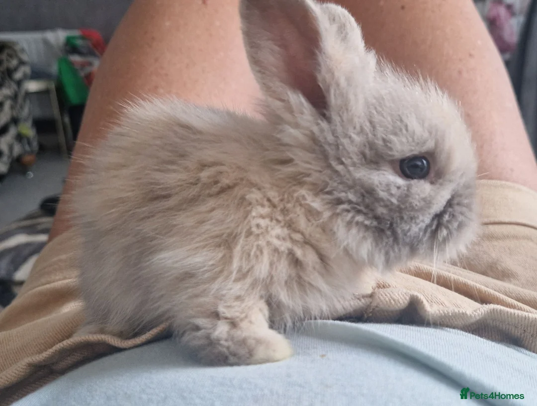 Mini Lion Lop rabbits for sale: Stunning lionlop baby rabbits *READY NOW* - Advert 2