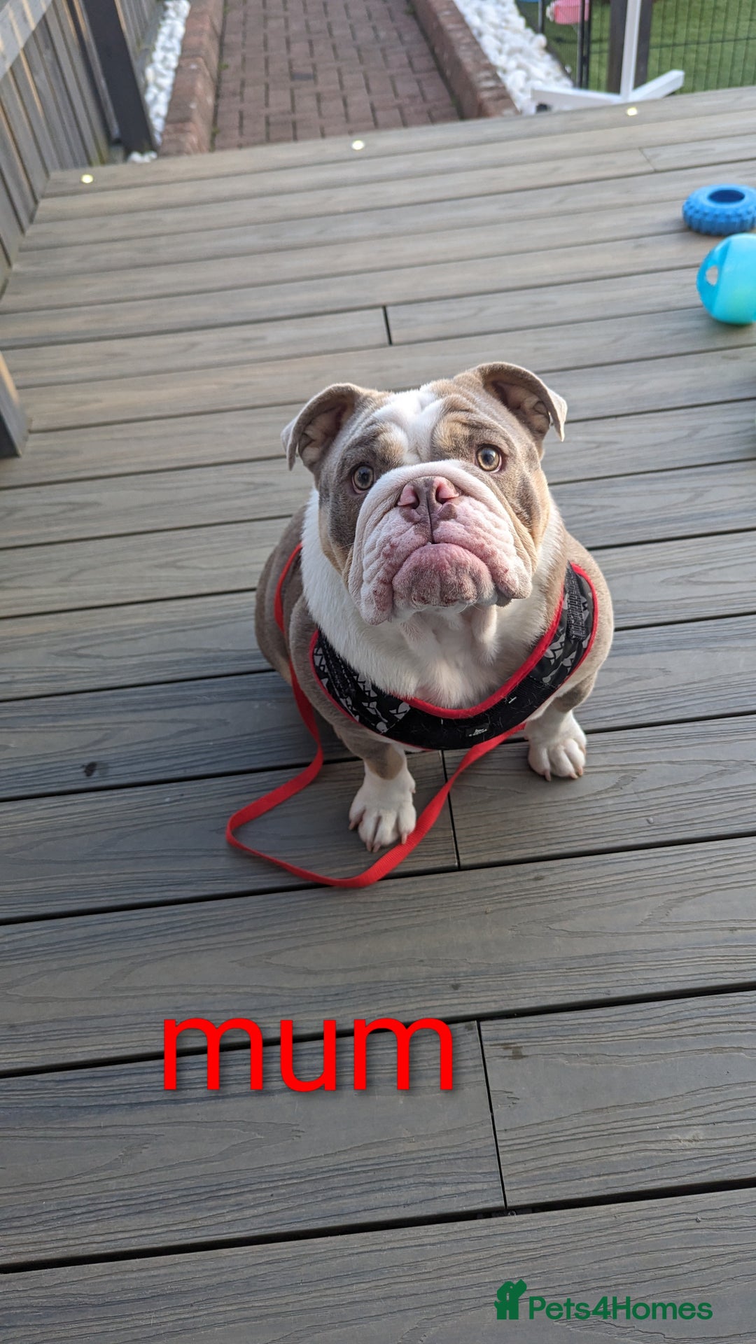 English Bulldog dogs for sale: Outstanding English bulldog puppies  - Advert 16