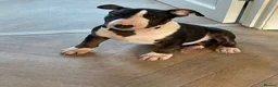 English Bull Terrier dogs for sale: Tunicaebully’s presents new litter arrival 3/8/26 - Advert 12