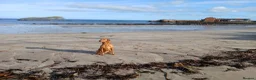 Labrador Retriever dogs for sale: Exceptional Fox Red Labrador Retriever Puppies - Advert 16