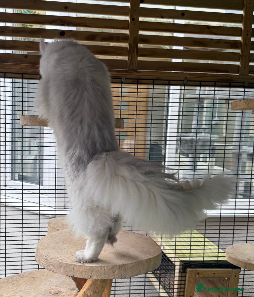 Maine Coon cats for stud: TICA Blue silver shaded stud  - Advert 9