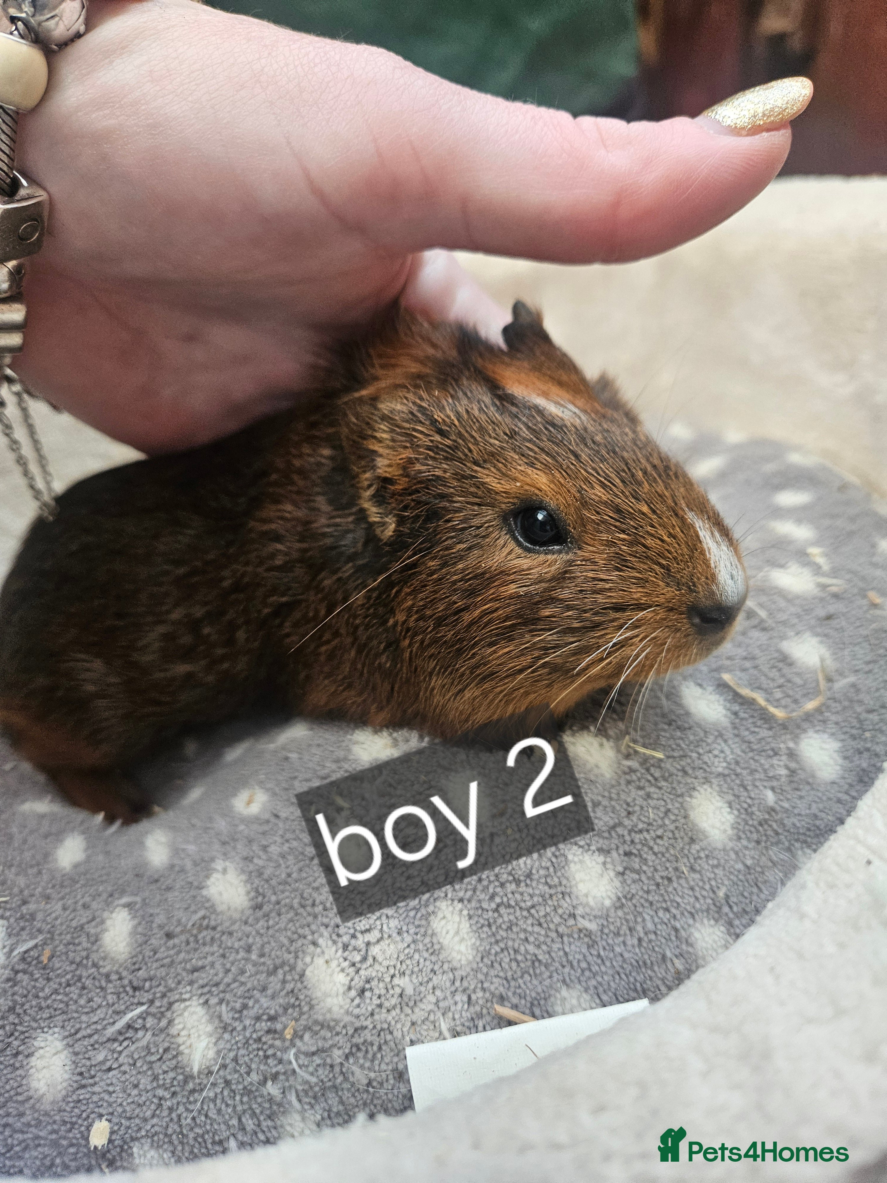 Guinea Pig rodents Baby boy guinea pigs ready now - Advert 16