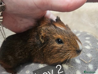 Guinea Pig rodents Baby boy guinea pigs ready now - Advert 16