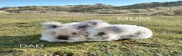 Angora rabbits for sale: English Angora Full Face - Advert 4