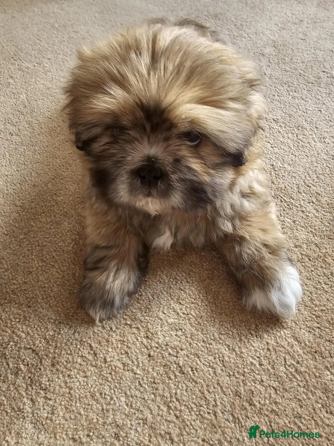 Shih Tzu dogs for sale: Shi tzu puppy  - Advert 4