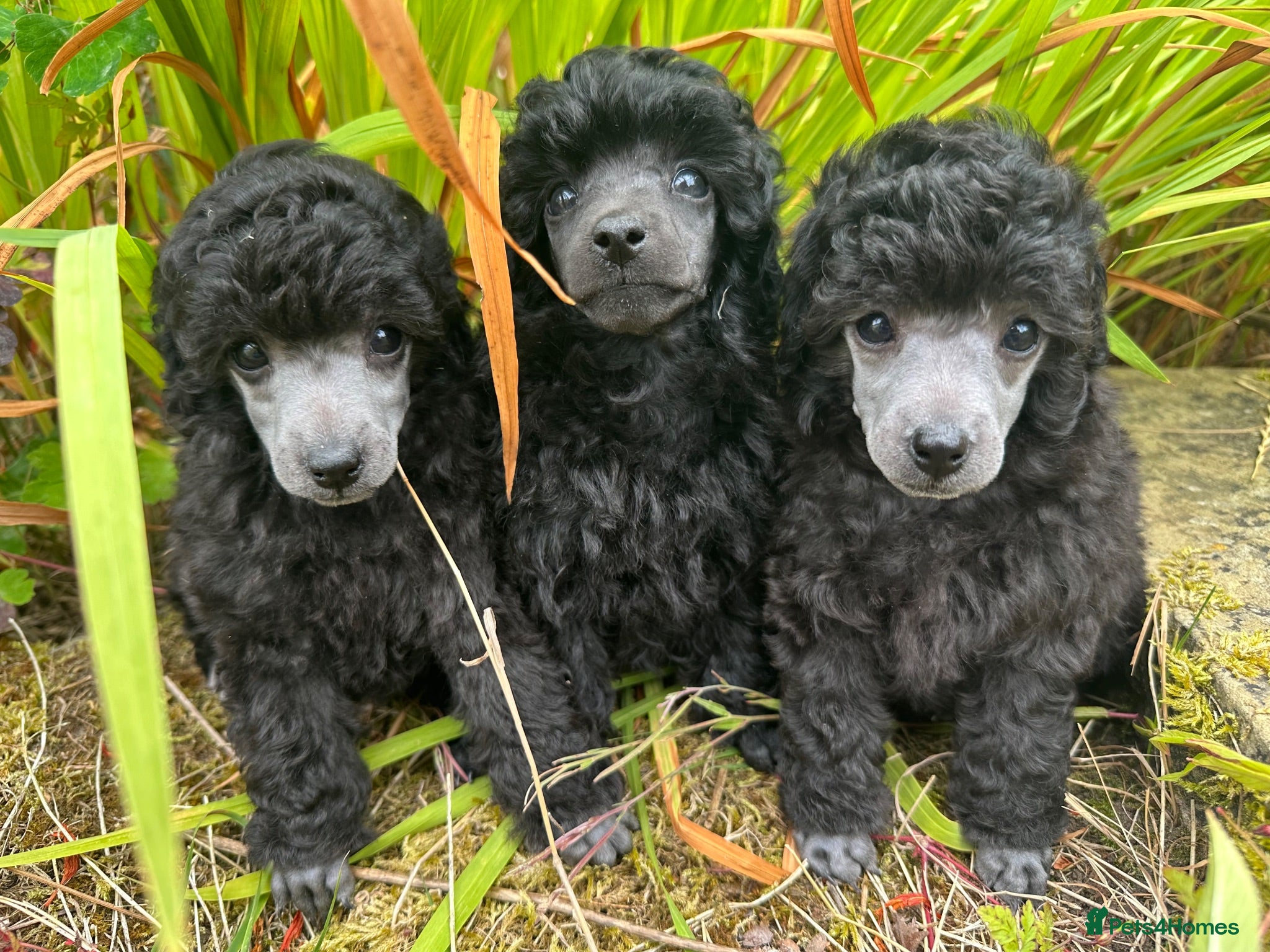 Toy Poodle dogs TOY POODLE PUPPIES, KC REG, PRA CLEAR, SILVER,BLUE - Advert 6