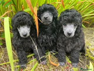 Toy Poodle dogs TOY POODLE PUPPIES, KC REG, PRA CLEAR, SILVER,BLUE - Advert 1