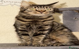 Maine Coon cats for sale: 3 kittens for sale - Advert 1