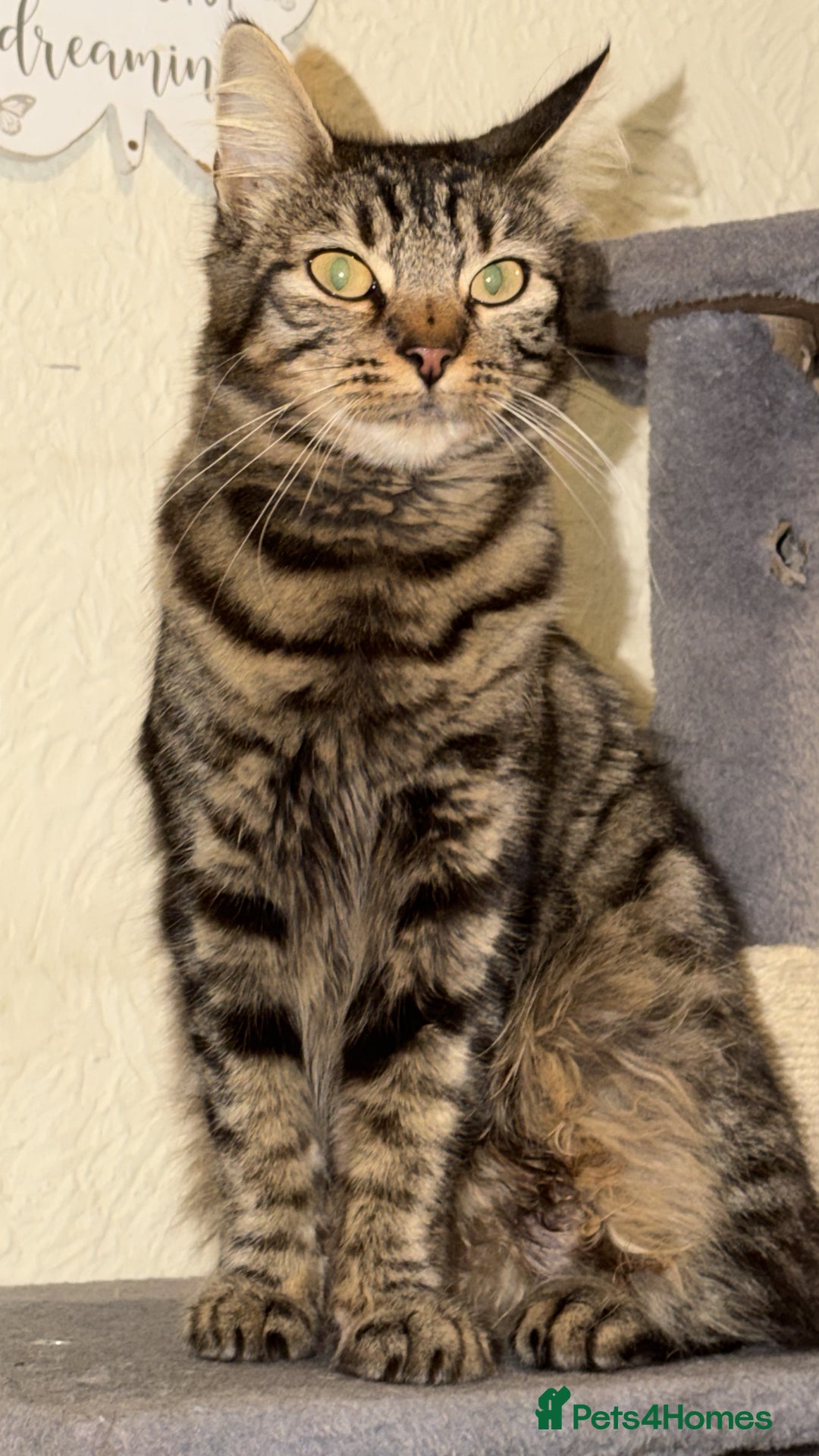 Maine Coon cats for sale: 3 kittens for sale - Advert 1