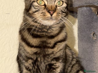 Maine Coon cats 3 kittens for sale - Advert 8