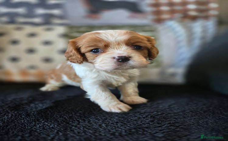 Cavalier King Charles Spaniel dogs - Advert 1