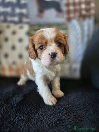 Cavalier King Charles Spaniel dogs - Advert 3