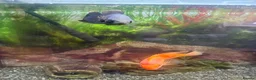 Other/Mixed Breed fish for sale: Fish for sale! in Preston - Advert 6