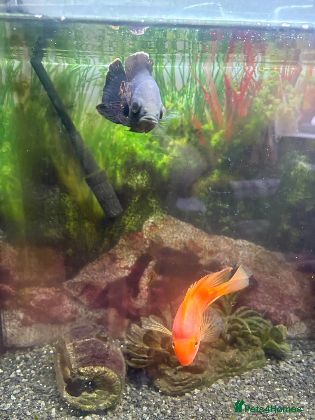 Other/Mixed Breed fish for sale: Fish for sale! in Preston - Advert 6