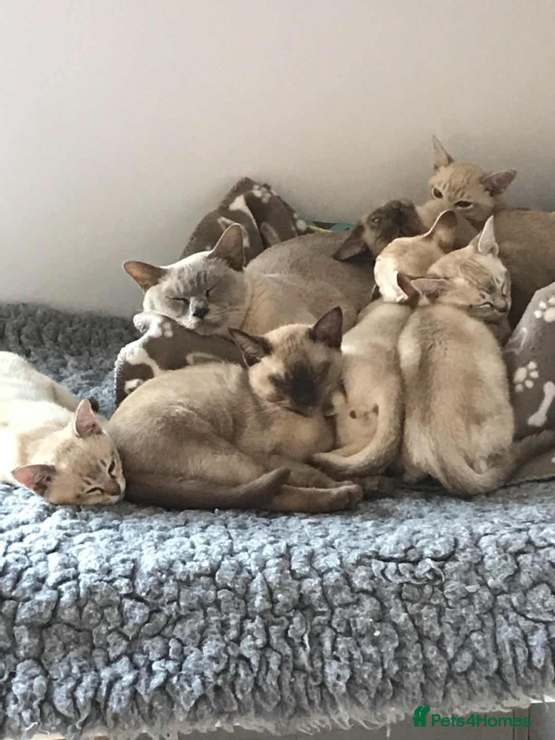 Burmese cats for sale: Beautiful chocolate boys  - Image 6
