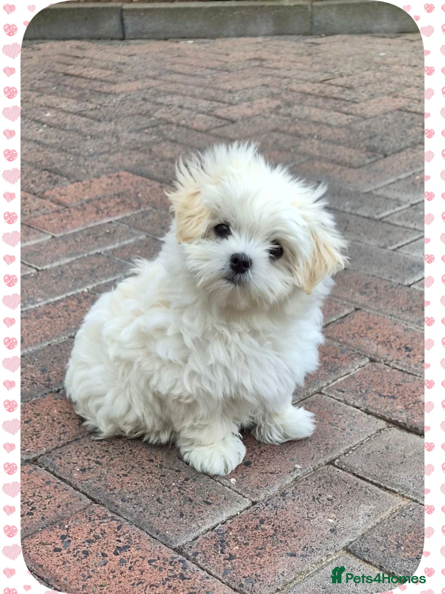 Maltipoo dogs 5⭐LAST GIRL❗️READY NOW❗️⭐️TINY MALTIPOO PUPPIES⭐️ - Advert 1