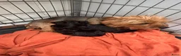 Yorkshire Terrier dogs for sale: Yorkshire terrier puppy girls - Advert 8