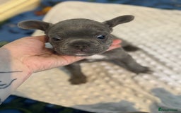 French Bulldog dogs for sale: 3 beautiful frenchie boys  - Image 5