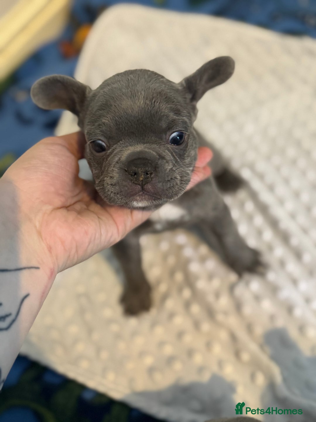 French Bulldog dogs for sale: 3 beautiful frenchie boys  - Image 5