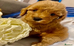 Cavapoo dogs for sale: Red cavapoo’s - Image 9
