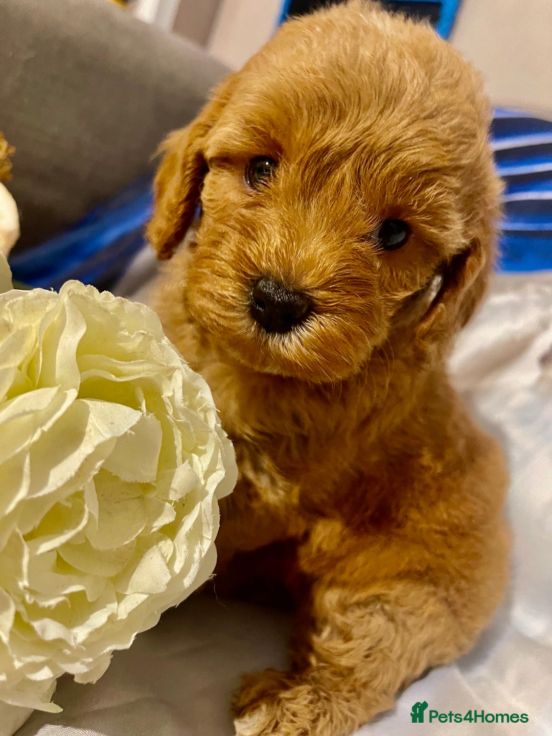 Cavapoo dogs for sale: Red cavapoo’s - Image 9
