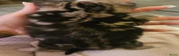 Maine Coon cats for sale: Maine coon mix kittens - Advert 4