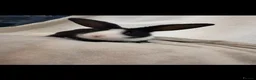 Mini Lion Lop rabbits for sale: Beautiful mini lion lop baby bunny rabbits  - Advert 18