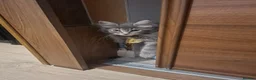 Maine Coon cats for sale: Tica registered Maine coon boy - Advert 7