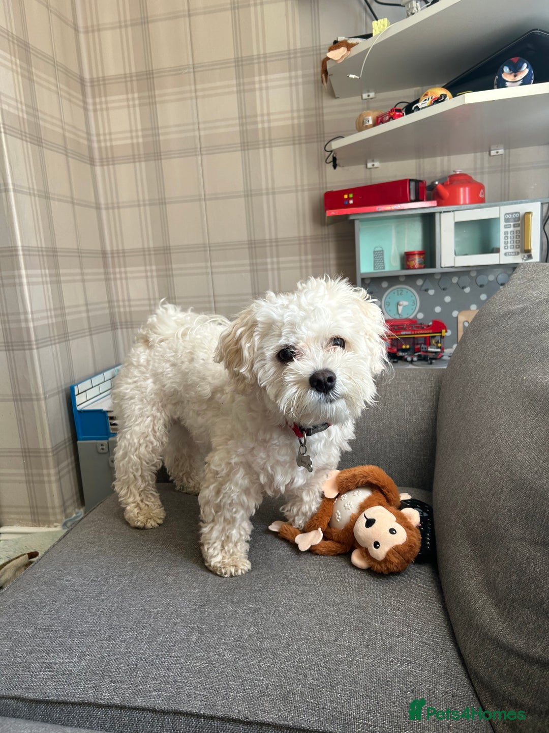 Maltese dogs for stud: Maltichon stud, 2 years old - Image 9