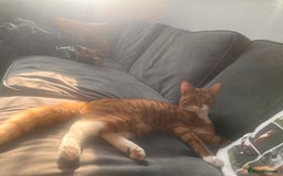 British Longhair cats for sale: 3 gorgeous long haired kittens  - Image 8