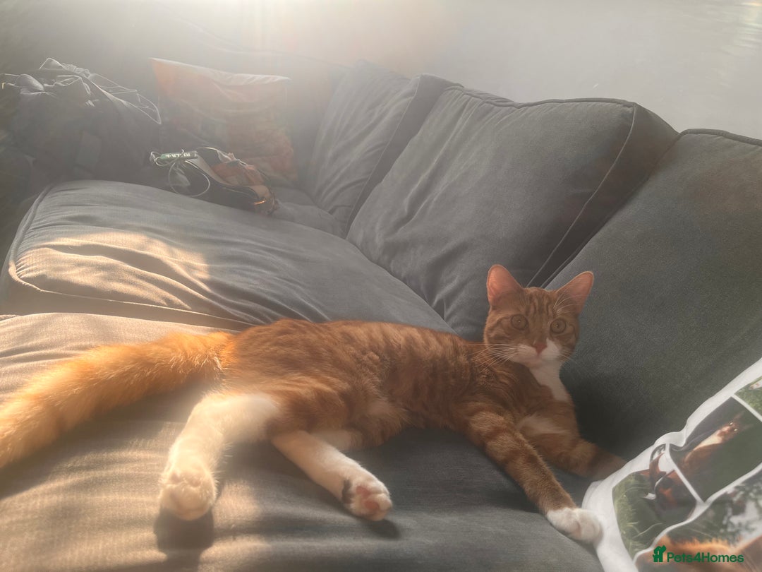 British Longhair cats for sale: 3 gorgeous long haired kittens  - Image 8