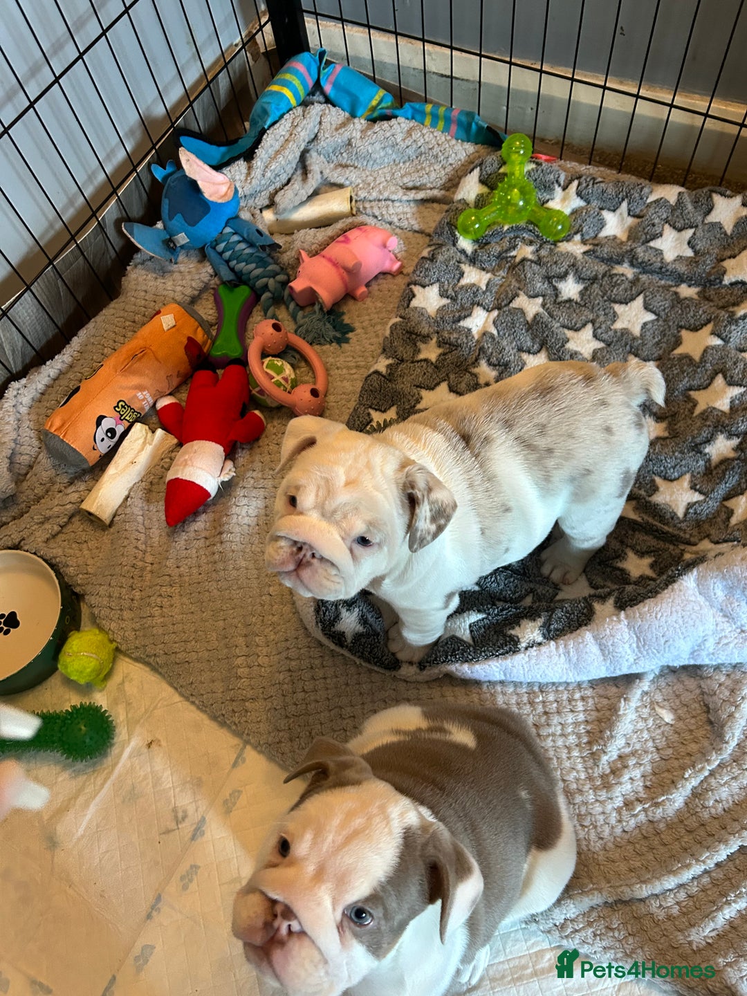 English Bulldog dogs for sale: Last Female English bulldog puppy  - Advert 21