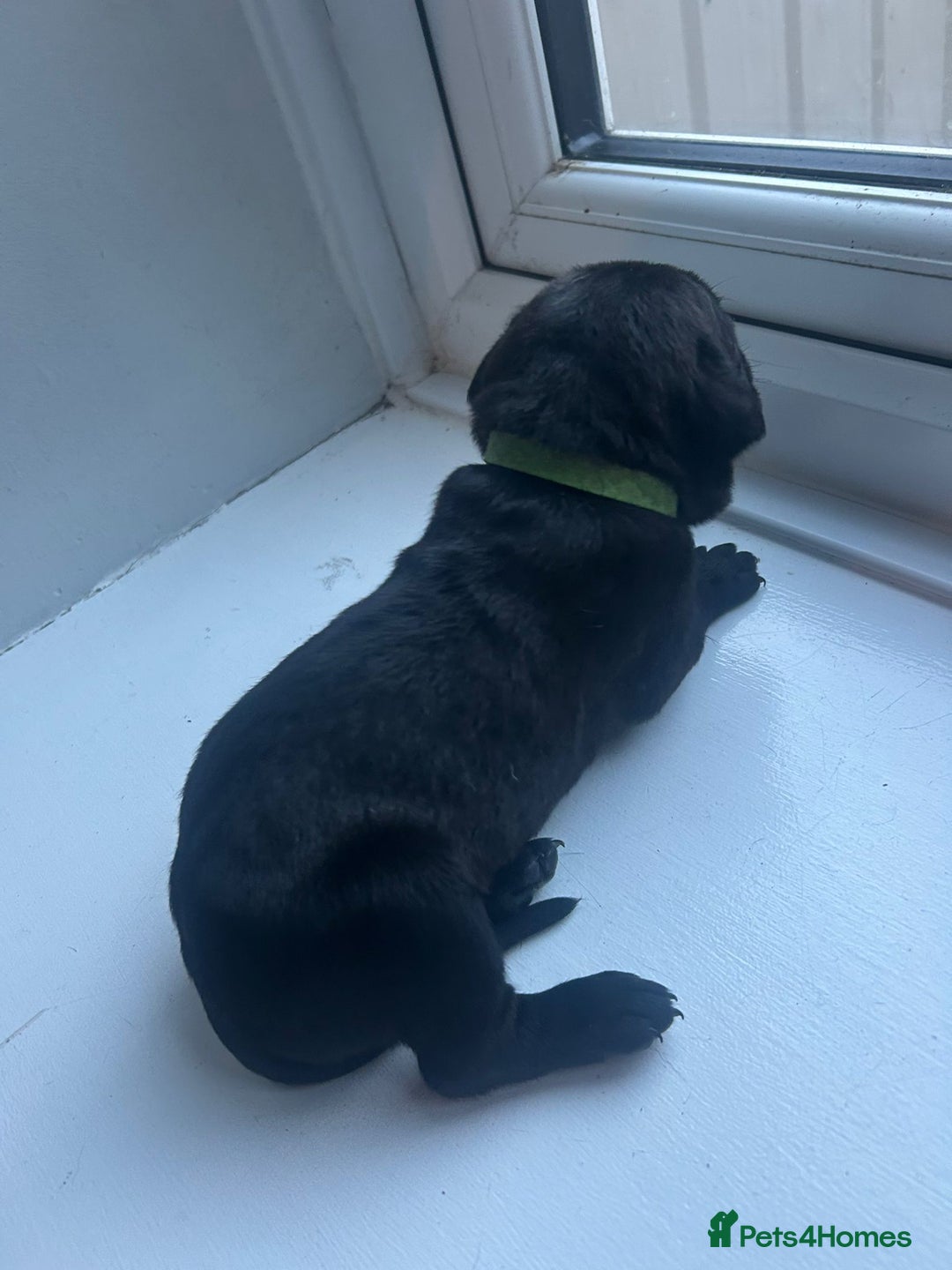 Cane Corso dogs for sale: Cane corso puppies  - Image 8