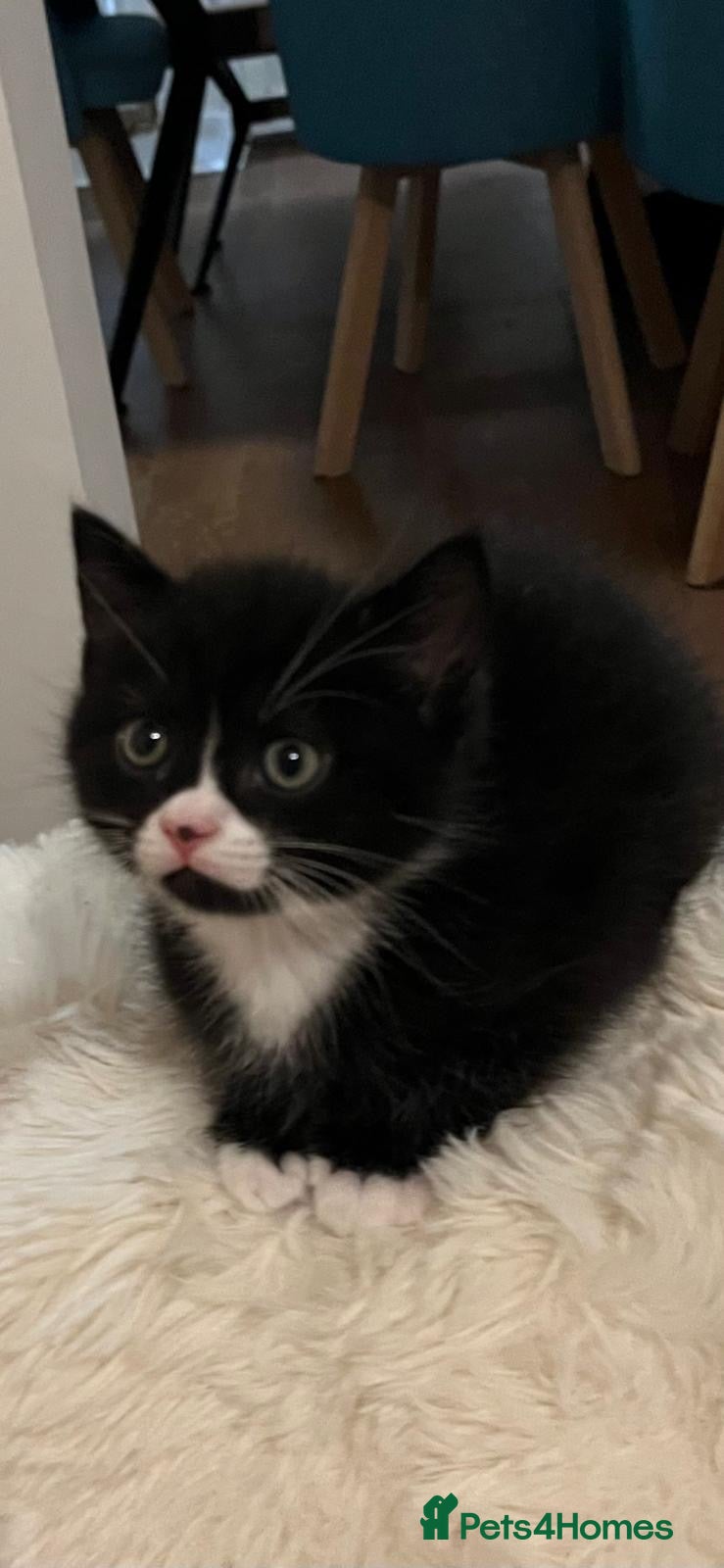 British Shorthair cats British Shorthair Cross Kittens Ready 31/12/2025 - Advert 7