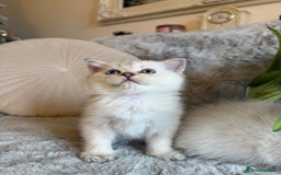 Scottish Fold cats for sale: *LUXURY SCOTTISH FOLD & 1 STRAIGHT KITTENS* - Advert 9