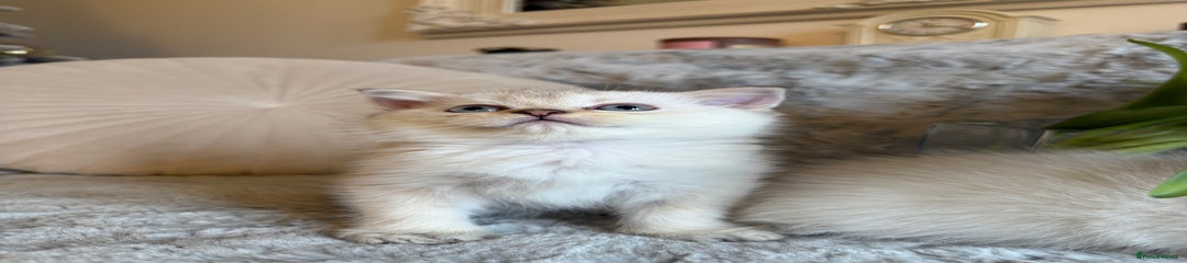 Scottish Fold Kitten 1