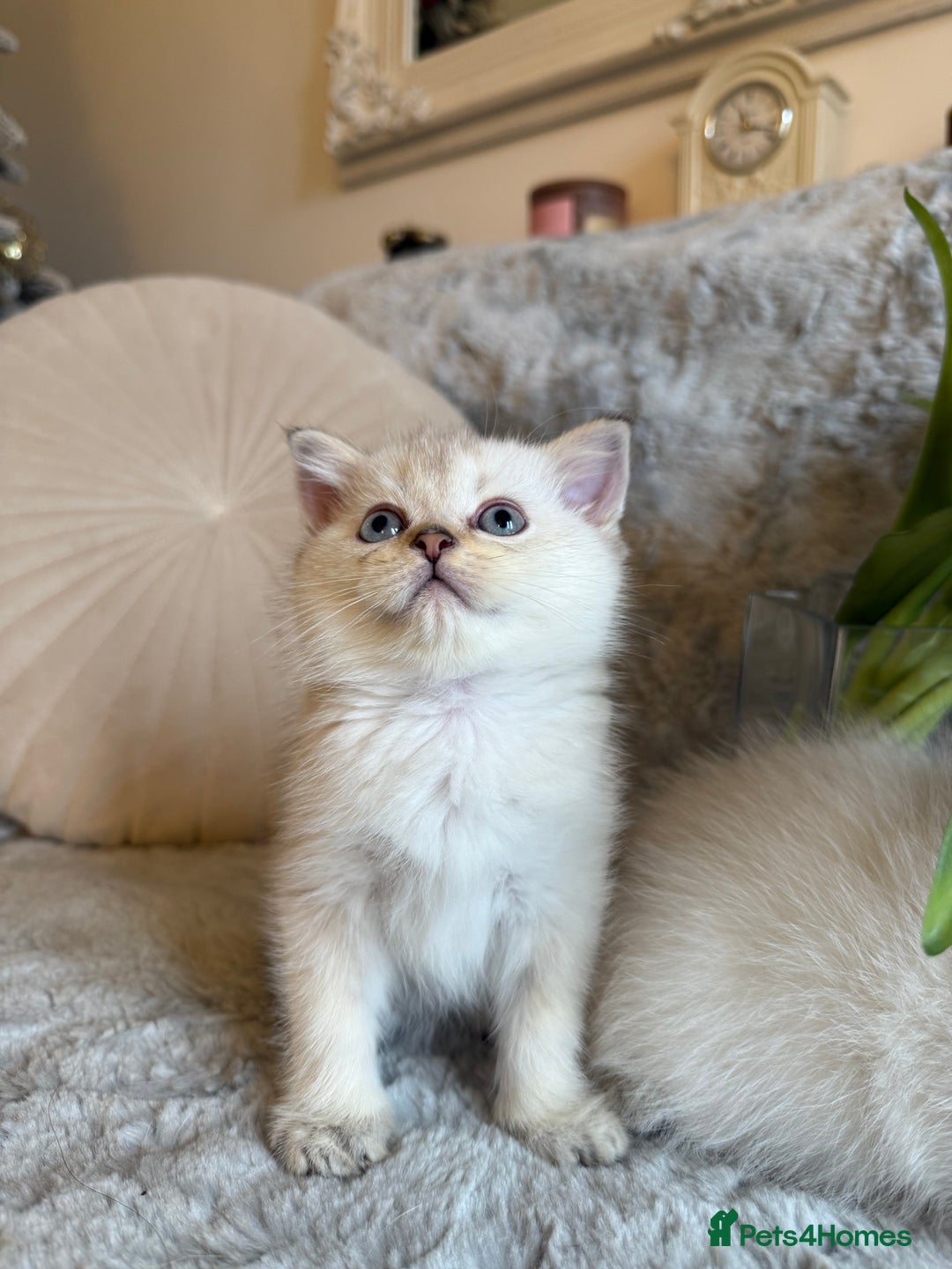 Scottish Fold cats for sale: *LUXURY SCOTTISH FOLD & 1 STRAIGHT KITTENS* - Advert 9