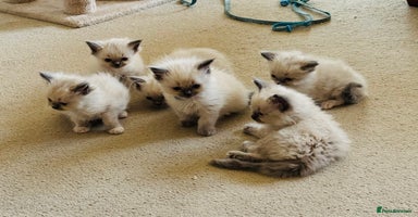 Ragdoll cats - Advert 6