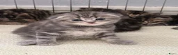 Scottish Fold cats for sale: Scottish fold kittens  - Advert 19