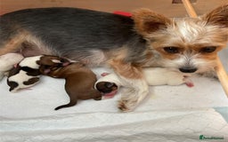 Chihuahua dogs for stud:  Miniature male Chihuahua STUD Louie in Exeter - Image 10