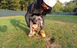 French Bulldog dogs for adoption: Meet BONNIE - a Lovely Girl, for a Loving Home - Image 14