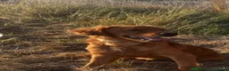 Golden Retriever dogs for sale: Golden Retriever  - Advert 3