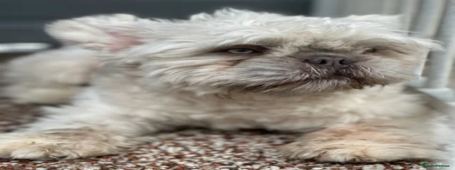 Wicket
