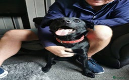 Labrador Retriever dogs for adoption: Meet Bonnie – In Ayr Looking for a home <3  - Image 3