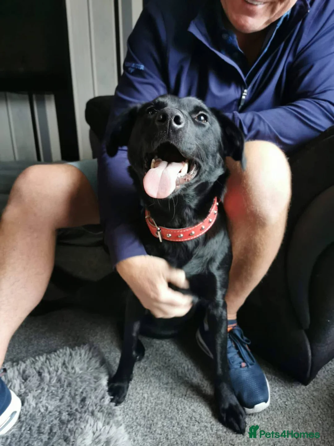 Labrador Retriever dogs for adoption: Meet Bonnie – In Ayr Looking for a home <3  - Advert 3