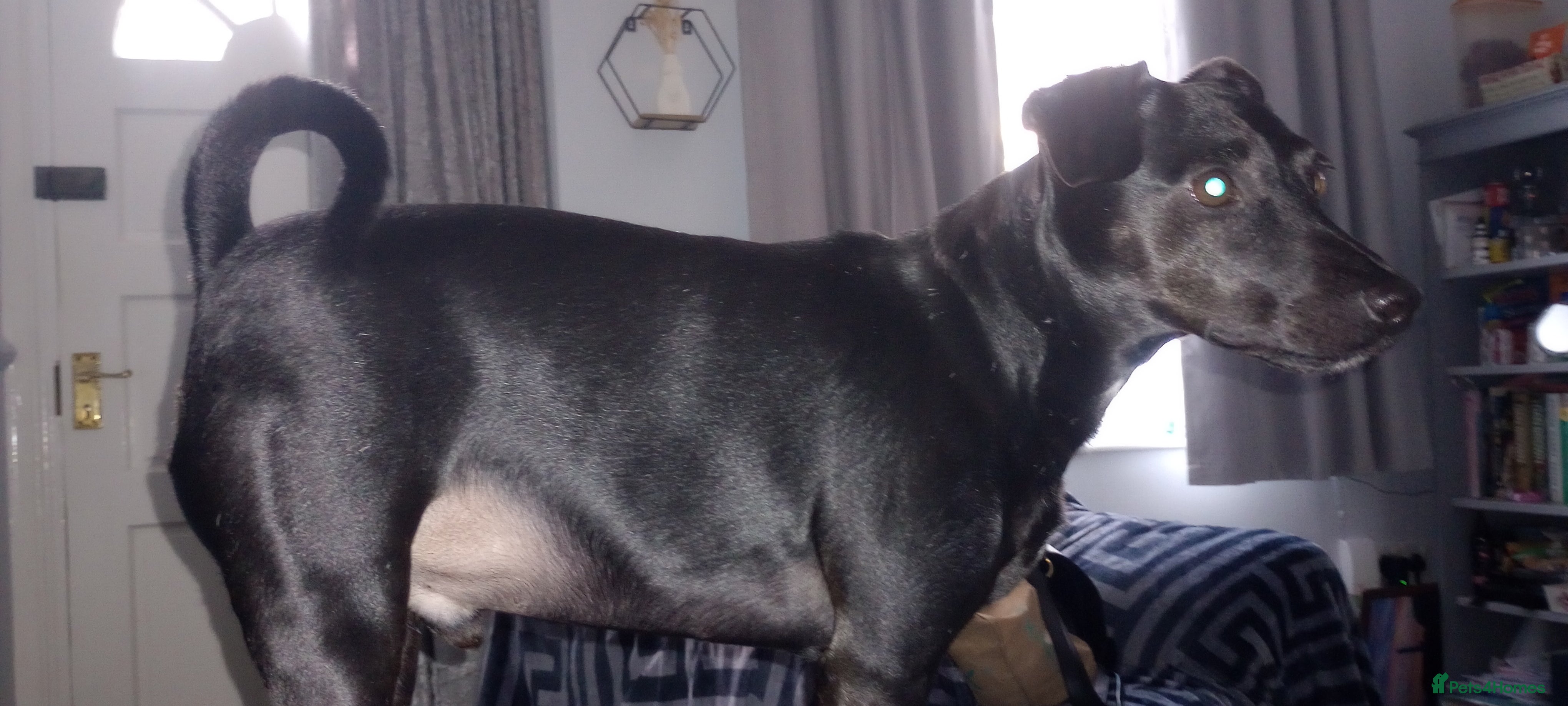 Mixed Breed dogs Needing a new home  - Advert 19