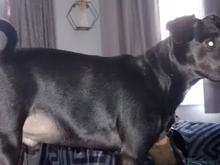 Mixed Breed dogs Needing a new home - Advert 19