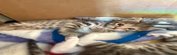 Norwegian Forest Cat cats for sale: 3 stunning half Norwegian kittens left - Advert 30