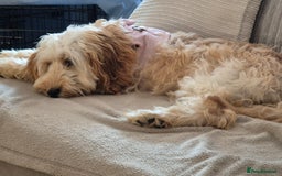 Cavapoo dogs for sale: 6 months old cavapoo girl for sale - Image 6