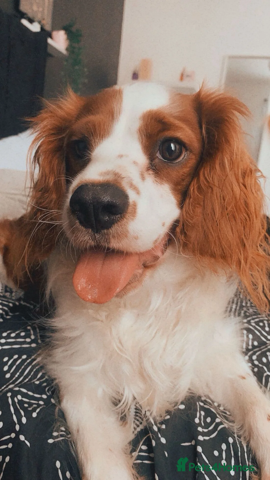 Cavalier King Charles Spaniel dogs for sale: King Charles cavalier female in London - Advert 2